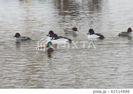 ホオジロガモ 62514996