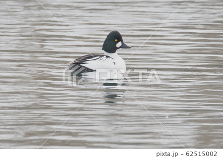 ホオジロガモ 62515002