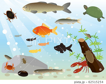 川に住む生き物 コレクション 水生生物のイラスト素材