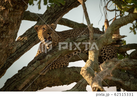 Male leopard looking up from tree branch 62515331