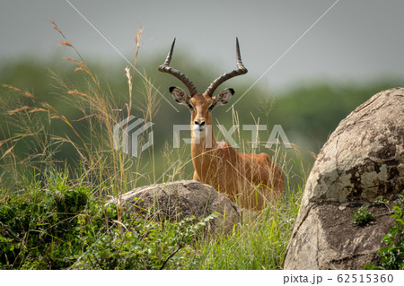 Male impala lies in grass eyeing camera Male impala lies in grass eyeing camera 62515360
