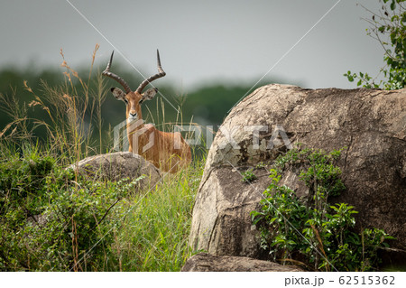 Male impala lies among rocks watching camera 62515362
