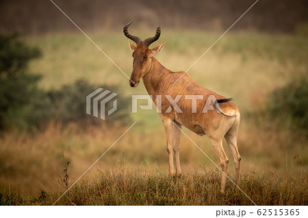 Male hartebeest stands on mound turning head Male hartebeest stands on mound turning head 62515365