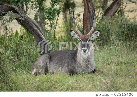 Male Defassa waterbuck lies under shady tree 62515400