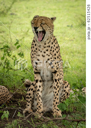 Male cheetah sits yawning with eyes closed Male cheetah sits yawning with eyes closed 62515426