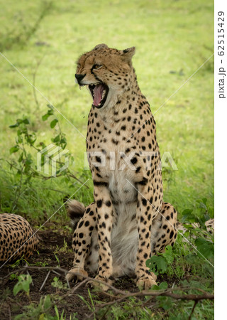 Male cheetah sits yawning widely under tree Male cheetah sits yawning widely under tree 62515429