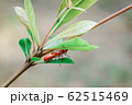 春 泉 湧水 62515469
