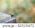 啓蟄 クモ 蜘蛛 62515472
