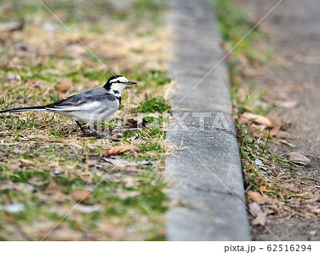 セキレイ セキレイ 62516294