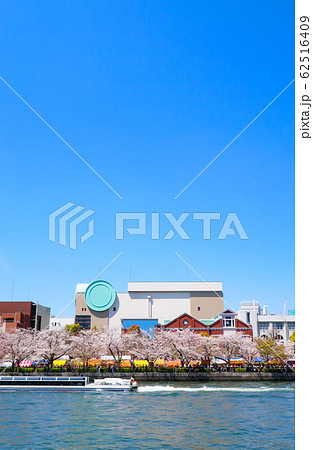 桜　造幣局　大阪 62516409