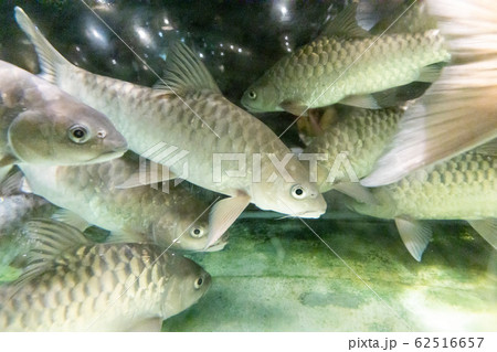 Empurau fish, exotic and expensive freshwater fish 62516657