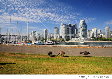 バンクーバーの公園のカナディアンギースとビル群 バンクーバーの公園のカナディアンギースとビル群 62516750