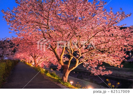 《静岡県》南伊豆町・河津桜ライトアップ 《静岡県》南伊豆町・河津桜ライトアップ 62517009