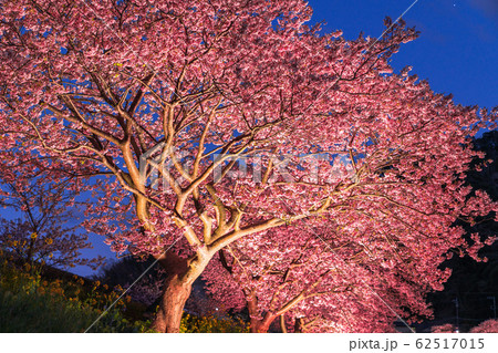 《静岡県》南伊豆町・河津桜ライトアップ 《静岡県》南伊豆町・河津桜ライトアップ 62517015