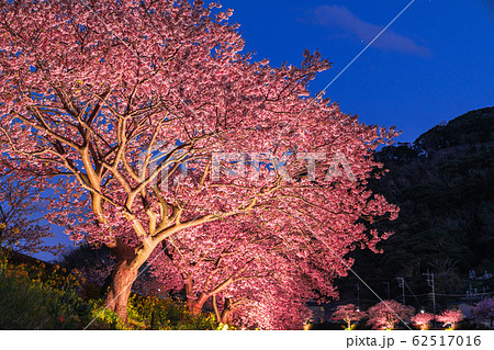 《静岡県》南伊豆町・河津桜ライトアップ 《静岡県》南伊豆町・河津桜ライトアップ 62517016