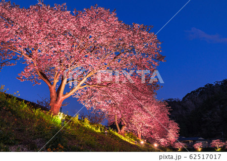 《静岡県》南伊豆町・河津桜ライトアップ 62517017