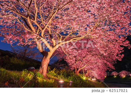 《静岡県》南伊豆町・河津桜ライトアップ 《静岡県》南伊豆町・河津桜ライトアップ 62517021