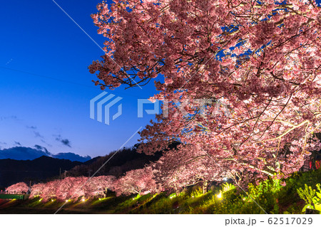 《静岡県》南伊豆町・河津桜ライトアップ 62517029