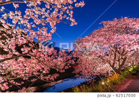 《静岡県》南伊豆町・河津桜ライトアップ 《静岡県》南伊豆町・河津桜ライトアップ 62517030