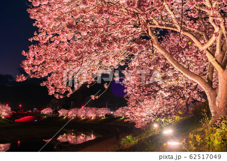 《静岡県》南伊豆町・河津桜ライトアップ 《静岡県》南伊豆町・河津桜ライトアップ 62517049