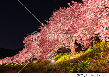 《静岡県》南伊豆町・河津桜ライトアップ 《静岡県》南伊豆町・河津桜ライトアップ 62517053