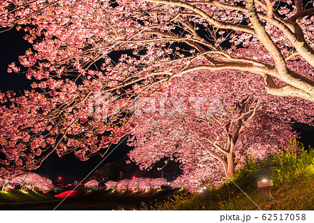 《静岡県》南伊豆町・河津桜ライトアップ 《静岡県》南伊豆町・河津桜ライトアップ 62517058