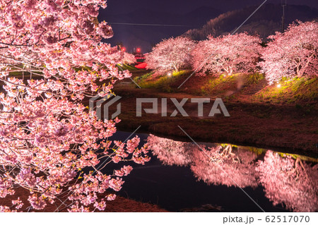 《静岡県》南伊豆町・河津桜ライトアップ 62517070