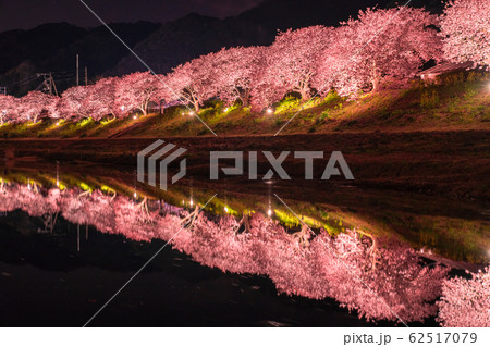 《静岡県》南伊豆町・河津桜ライトアップ 62517079
