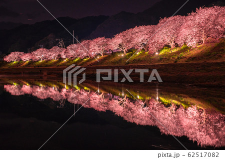 《静岡県》南伊豆町・河津桜ライトアップ 《静岡県》南伊豆町・河津桜ライトアップ 62517082