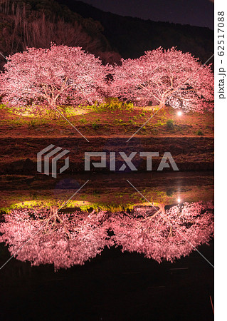 《静岡県》南伊豆町・河津桜ライトアップ 《静岡県》南伊豆町・河津桜ライトアップ 62517088