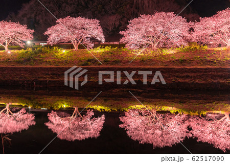 《静岡県》南伊豆町・河津桜ライトアップ 《静岡県》南伊豆町・河津桜ライトアップ 62517090