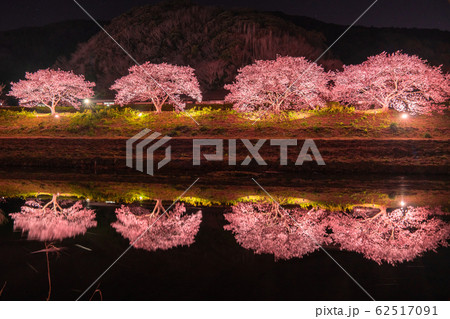 《静岡県》南伊豆町・河津桜ライトアップ 62517091