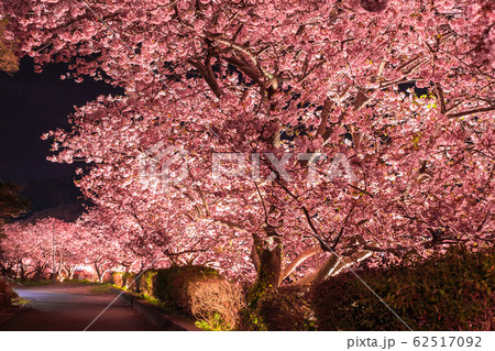 《静岡県》南伊豆町・河津桜ライトアップ 《静岡県》南伊豆町・河津桜ライトアップ 62517092