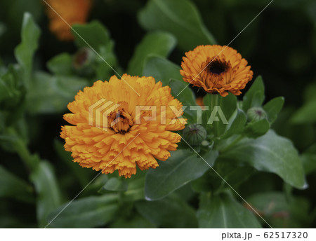 キンセンカ キンセンカ 62517320