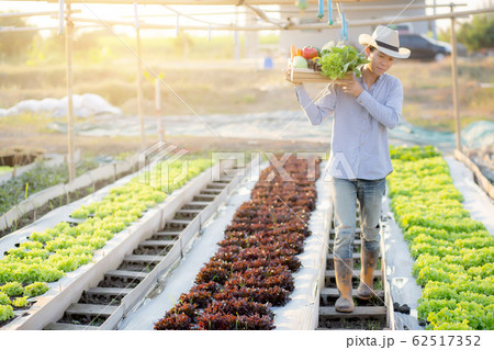 Portrait young asian man walking harvest and picking up fresh organic vegetable garden Portrait young asian man walking harvest and picking up fresh organic vegetable garden 62517352