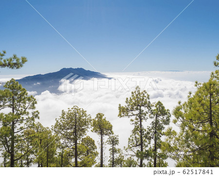 Volcanic landscape and lush green pine tree forest at hiking trail to Pico Bejenado mountain at national park Caldera de Taburiente, volcanic crater in La Palma, Canary Islands, Spain 62517841