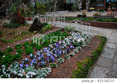 神戸市立花と緑のまち推進センター の花壇にきれいに植えられた花々 神戸市立花と緑のまち推進センター の花壇にきれいに植えられた花々 62518223