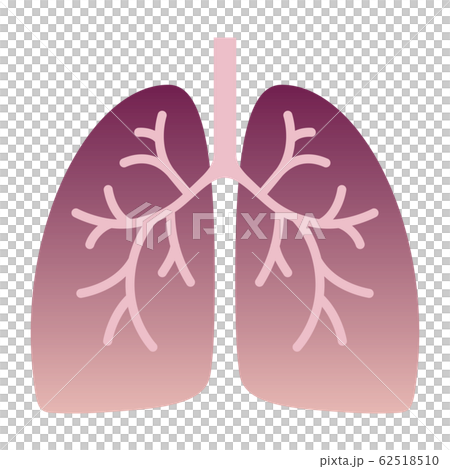 肺炎の肺 62518510