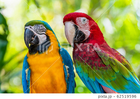 Closeup face of Macaw colorful birds Closeup face of Macaw colorful birds 62519596