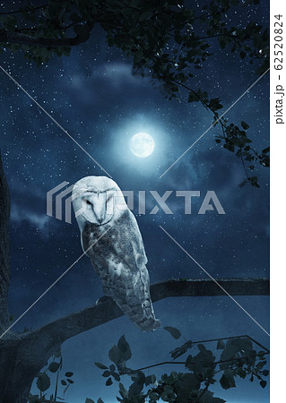 awakening owl sitting on tree illuminated by awakening owl sitting on tree illuminated by 62520824