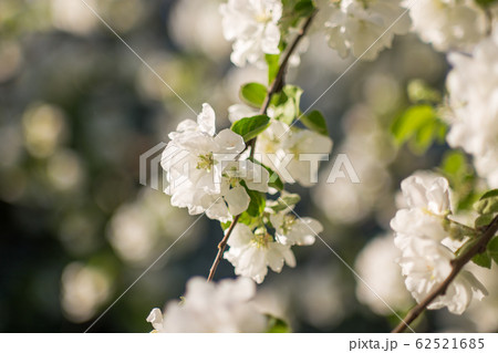 Spring blossoms apple tree in sunny day Spring blossoms apple tree in sunny day 62521685