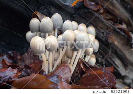 Coprinellus mushrooms 62521998