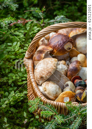 basket full of mushrooms basket full of mushrooms 62522001