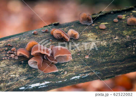Auricularia auricula-judae 62522002