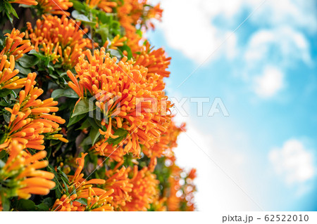 orange climber. detail of orange flower with green leaves 62522010