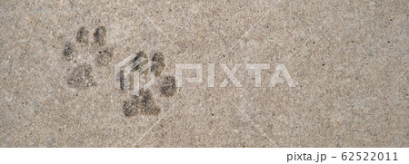 imprint of dog paws on concrete 62522011