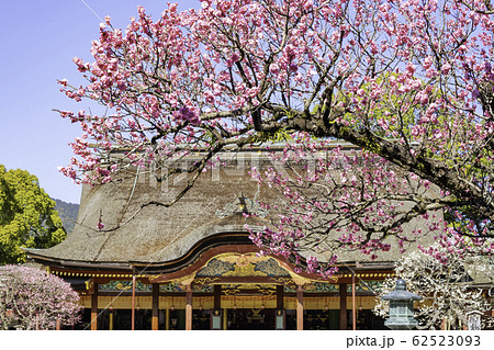 梅の花が満開の太宰府天満宮 の写真素材