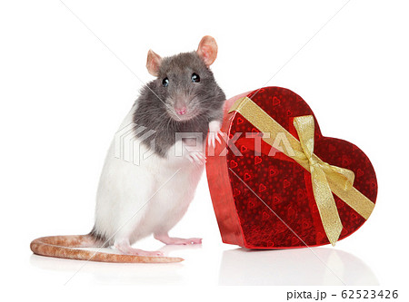 Rat with a heartfelt gift 62523426