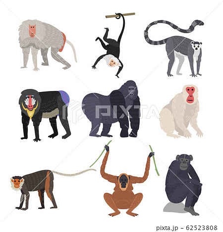 Different types of monkeys rare animal vector set. 62523808