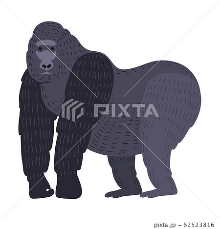 Gorila monkey rare animal vector. 62523816